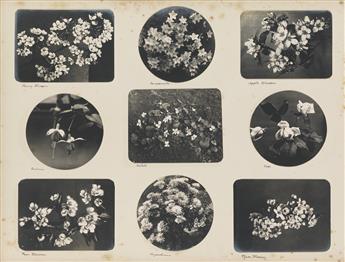 (FLORA & FAUNA) Two neatly and meticulously arranged albums dedicated to natural specimens with a total of more than 500 photographs by
